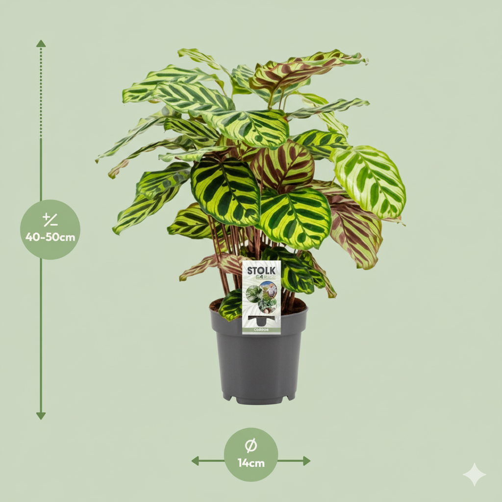 Calathea box (5 stuks)