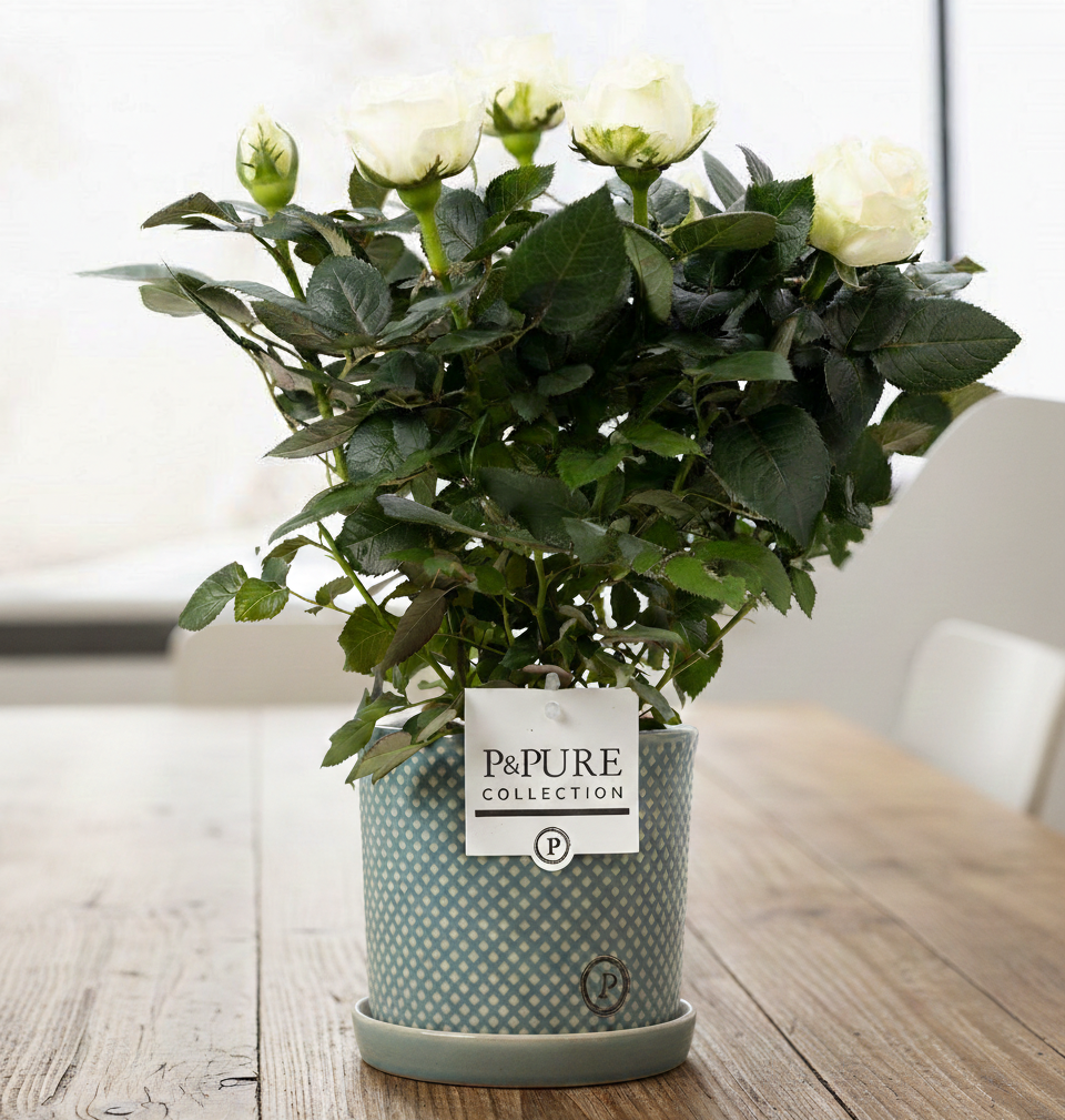 Rosa White In P&PURE Lauren pot