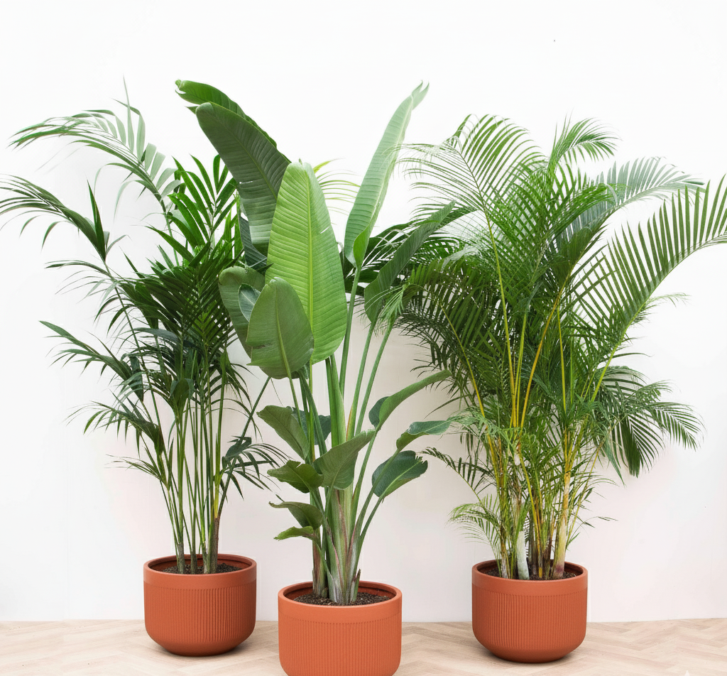 XXL combi - Kentia 200 cm, Strelitzia Nicolai 225 cm, Areca 200 cm