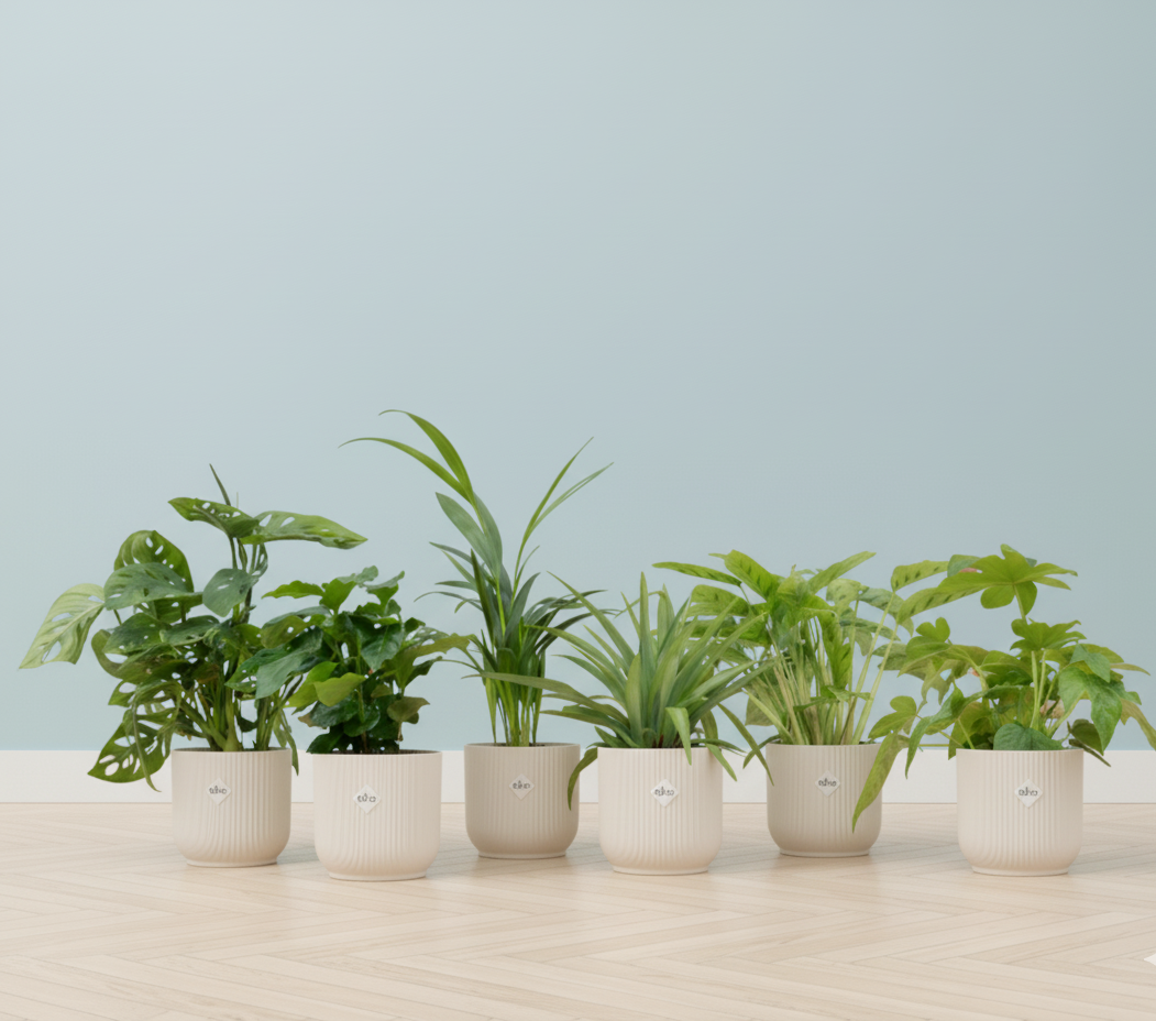 Verrassingsbox - 6 planten + Elho Vibes Fold Round