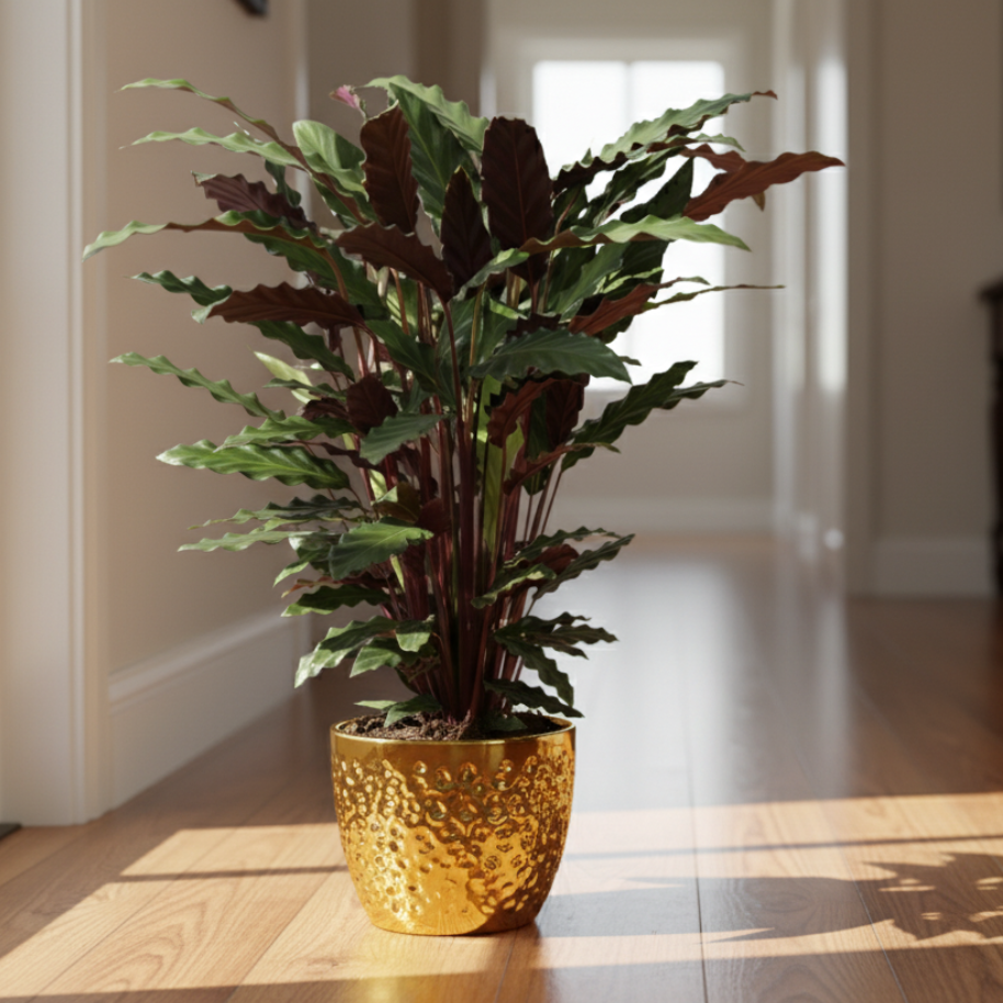 Calathea Wavestar - 80 cm