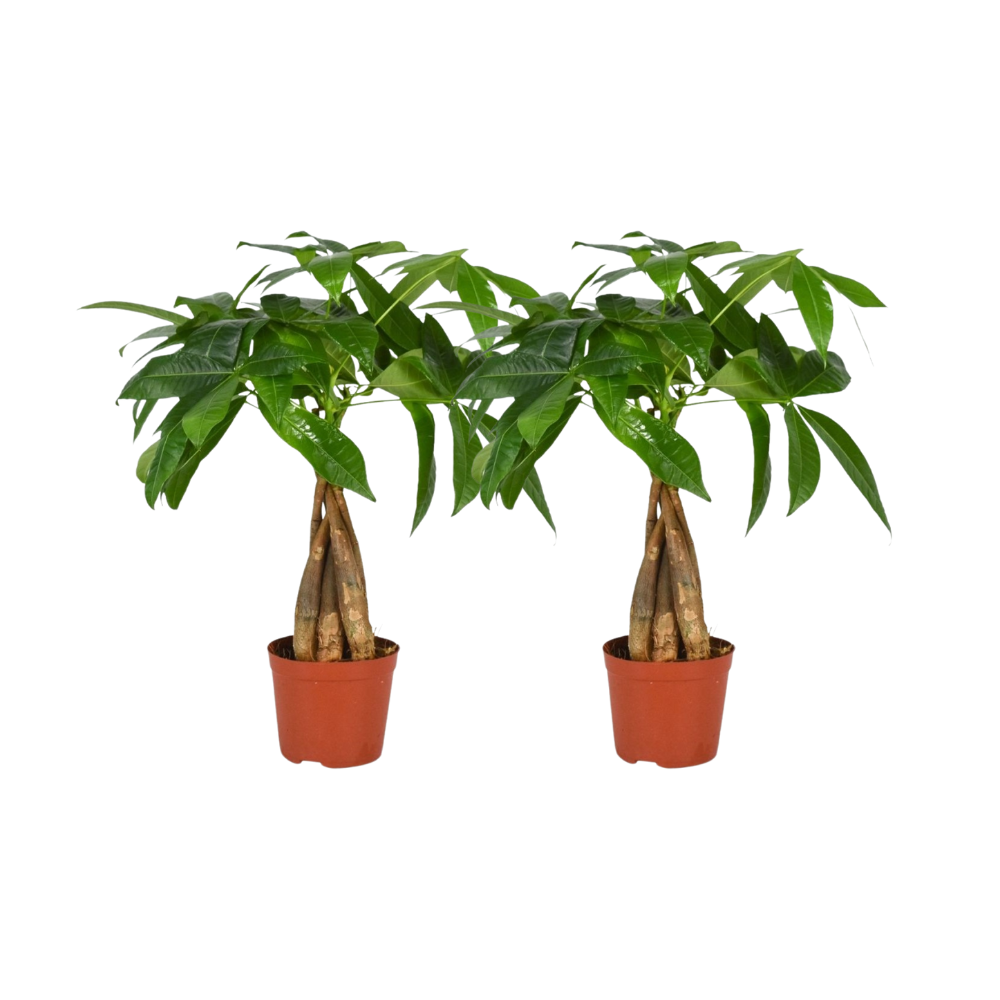 Green harmony box (4 stuks)