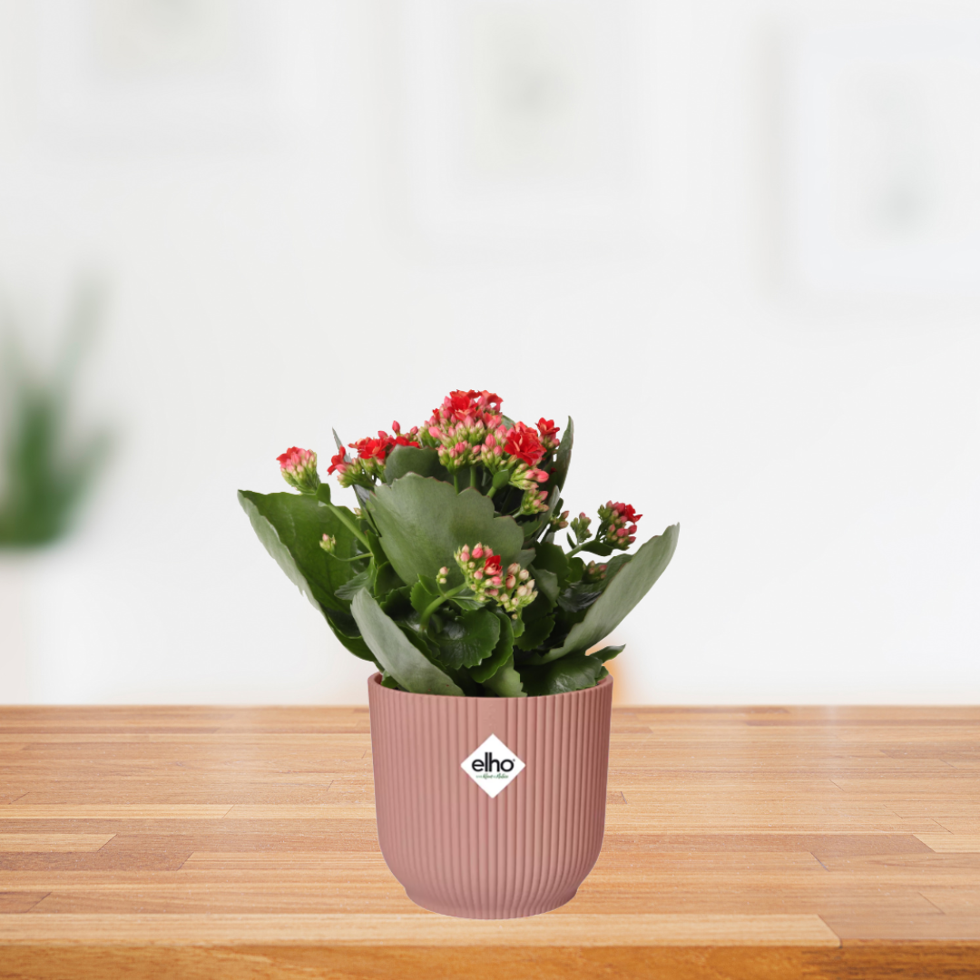 Combi deal - Kalanchoe Rosalina Rood + ELHO Vibes Fold roze