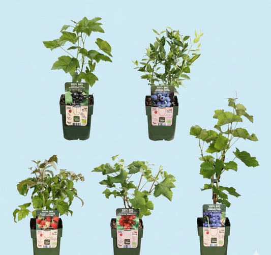 Biologische Fruitplanten (5 stuks)