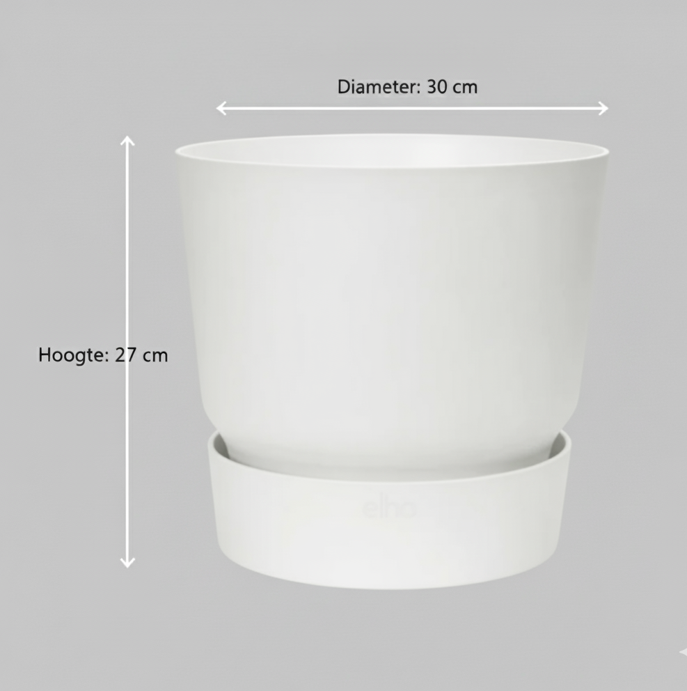 Combi deal - Strelitzia Nicolai + Elho Greenville Round - 160 cm