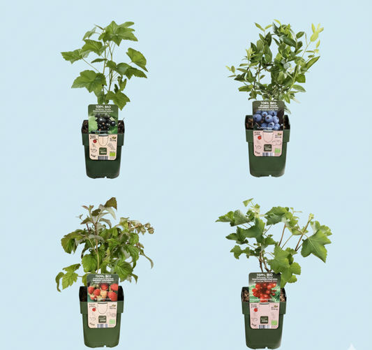 Biologische Fruitplanten (4 stuks)