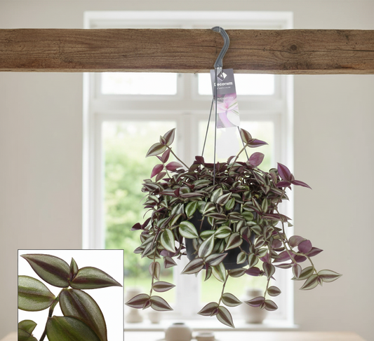 Hangplant Tradescantia Zebrina - 30 cm