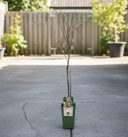 Fruitboom - Elstar Appel - 60 cm