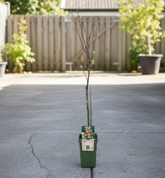 Fruitboom - Elstar Appel - 60 cm