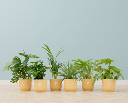 Verrassingsbox - 6 planten + Elho Vibes Fold Round