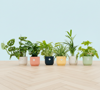 Verrassingsbox - 6 planten + Elho Vibes Fold Round