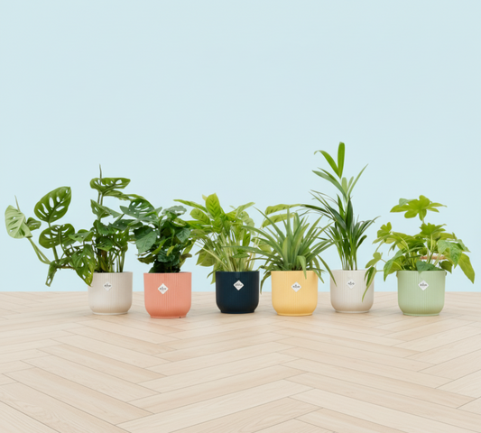 Verrassingsbox - 6 planten + Elho Vibes Fold Round