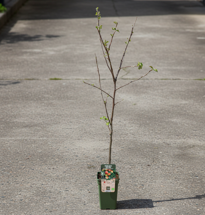 Fruitboom - Jonagold Appel - 60 cm