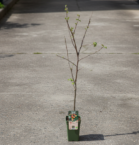 Fruitboom - Jonagold Appel - 60 cm