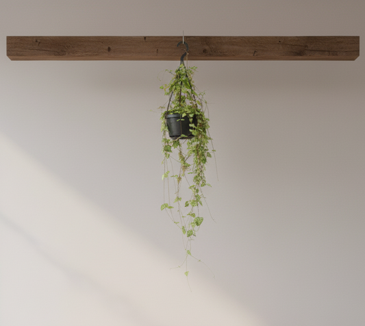 Hangplant Ceropegia Linearis - 40 cm