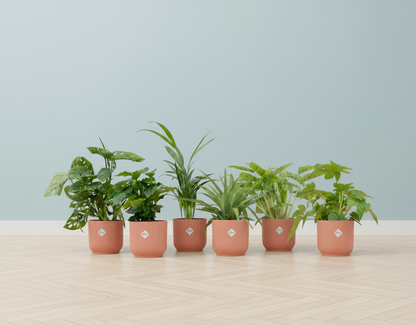 Verrassingsbox - 6 planten + Elho Vibes Fold Round