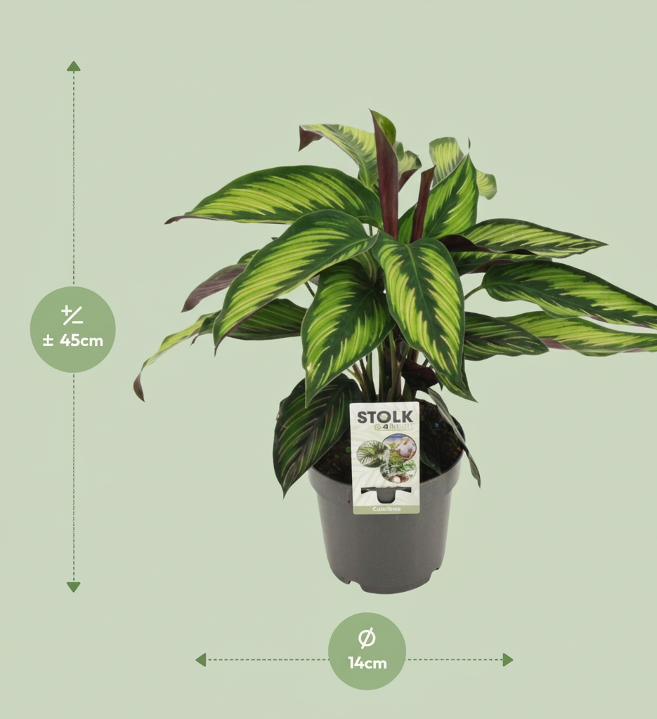 Calathea box (5 stuks)