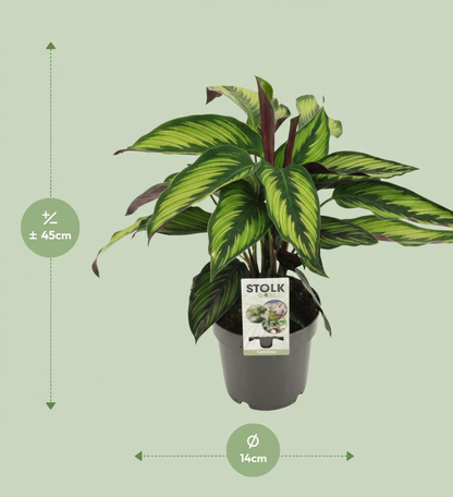 Calathea box (5 stuks)