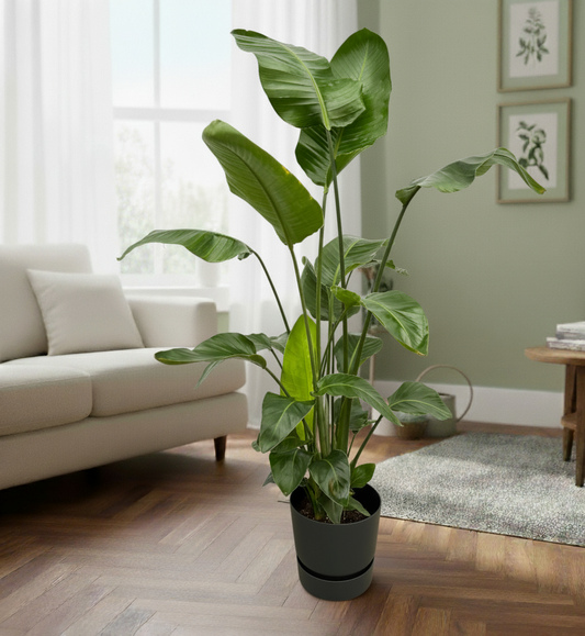 Combi deal - Strelitzia Nicolai + Elho Greenville Round - 160cm