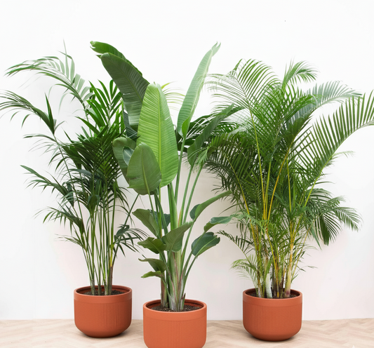 XXL combi - Kentia 200 cm, Strelitzia Nicolai 225 cm, Areca 200 cm