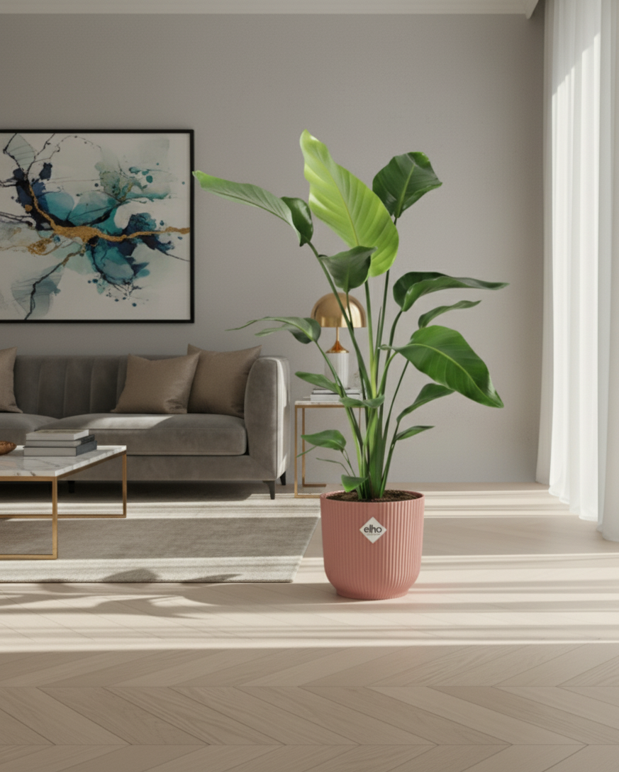 Combi deal - Strelitzia Nicolai + Elho Vibes Fold Round - 100 cm