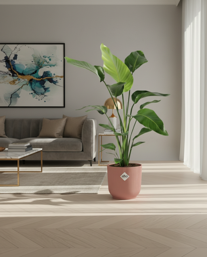 Combi deal - Strelitzia Nicolai + Elho Vibes Fold Round - 100 cm