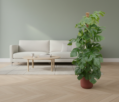 Combi deal - Monstera Pertusum + Elho Jazz Round - 150 cm