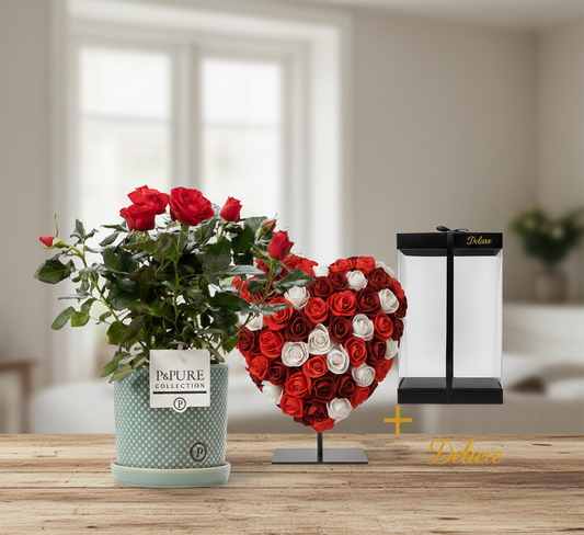 Combi deal - Rosa red in pot + Hart Deluxe foam