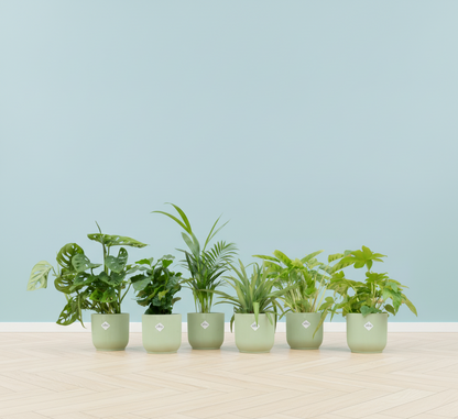 Verrassingsbox - 6 planten + Elho Vibes Fold Round