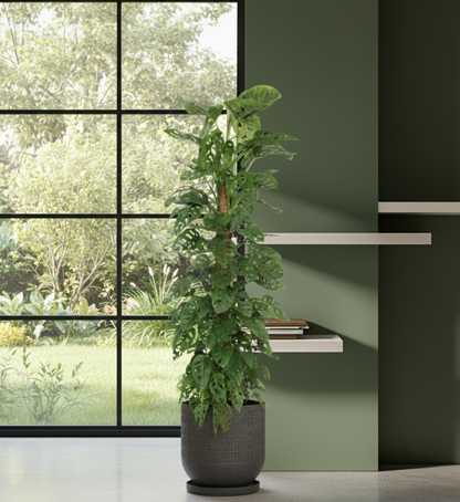 Monstera monkey leaf klimplant - 170 cm