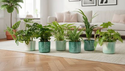 Verrassingsbox - 6 planten + Elho Ocean Round pacifisch