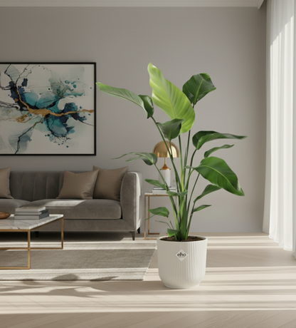 Combi deal - Strelitzia Nicolai + Elho Vibes Fold Round - 100 cm