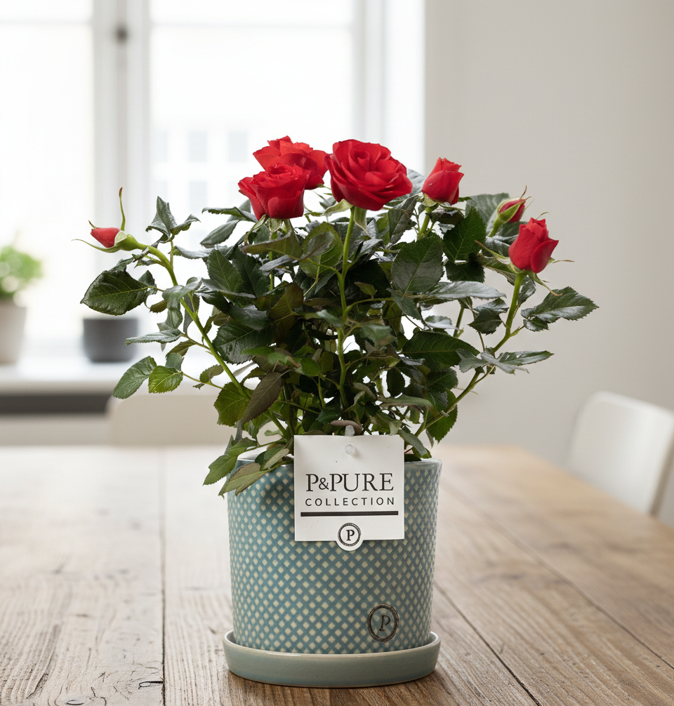 Rosa Red In P&PURE Lauren pot