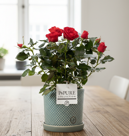 Rosa Red In P&PURE Lauren pot