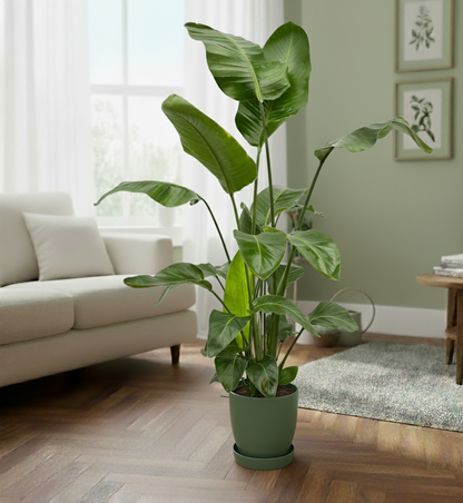 Combi deal - Strelitzia Nicolai + Elho Greenville Round - 160 cm