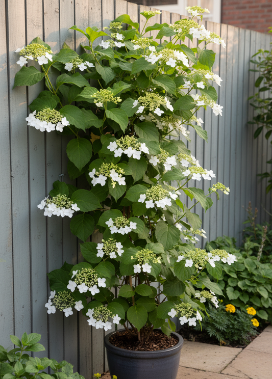 Hydrangea petiolaris