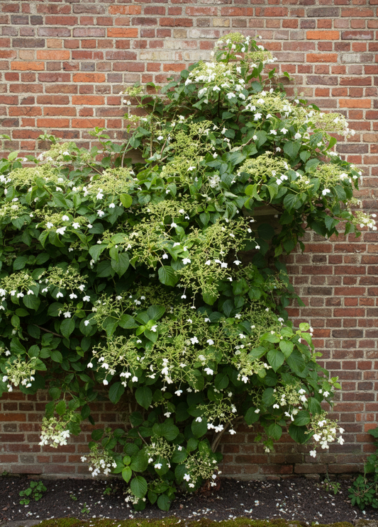 Hydrangea petiolaris