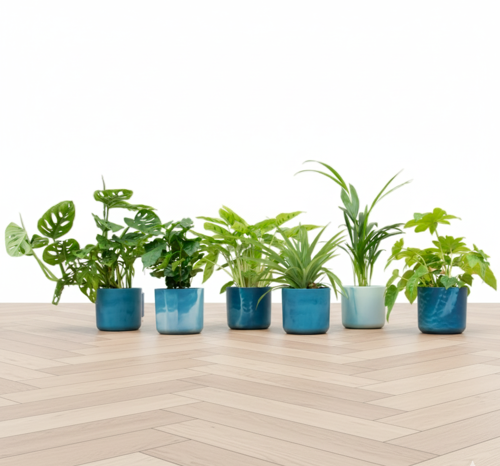 Verrassingsbox - 6 planten + Elho Ocean Round atlantisch