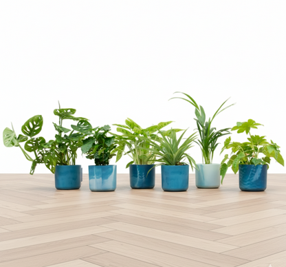 Verrassingsbox - 6 planten + Elho Ocean Round atlantisch