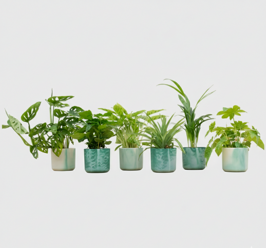 Verrassingsbox - 6 planten + Elho Ocean Round pacifisch
