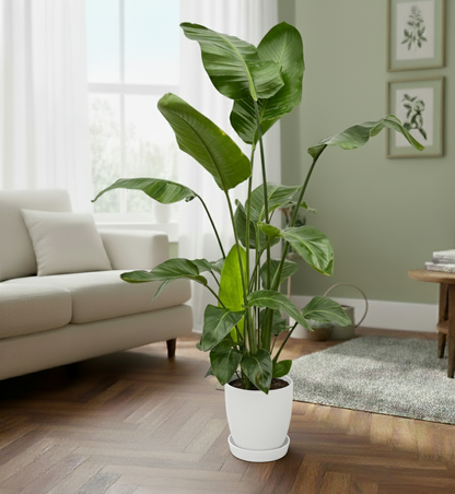 Combi deal - Strelitzia Nicolai + Elho Greenville Round - 160 cm
