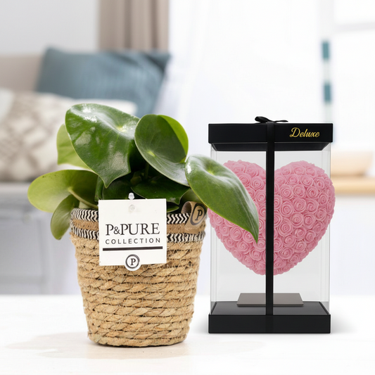 Combi deal - Peperomia in basket + Hart Deluxe foam