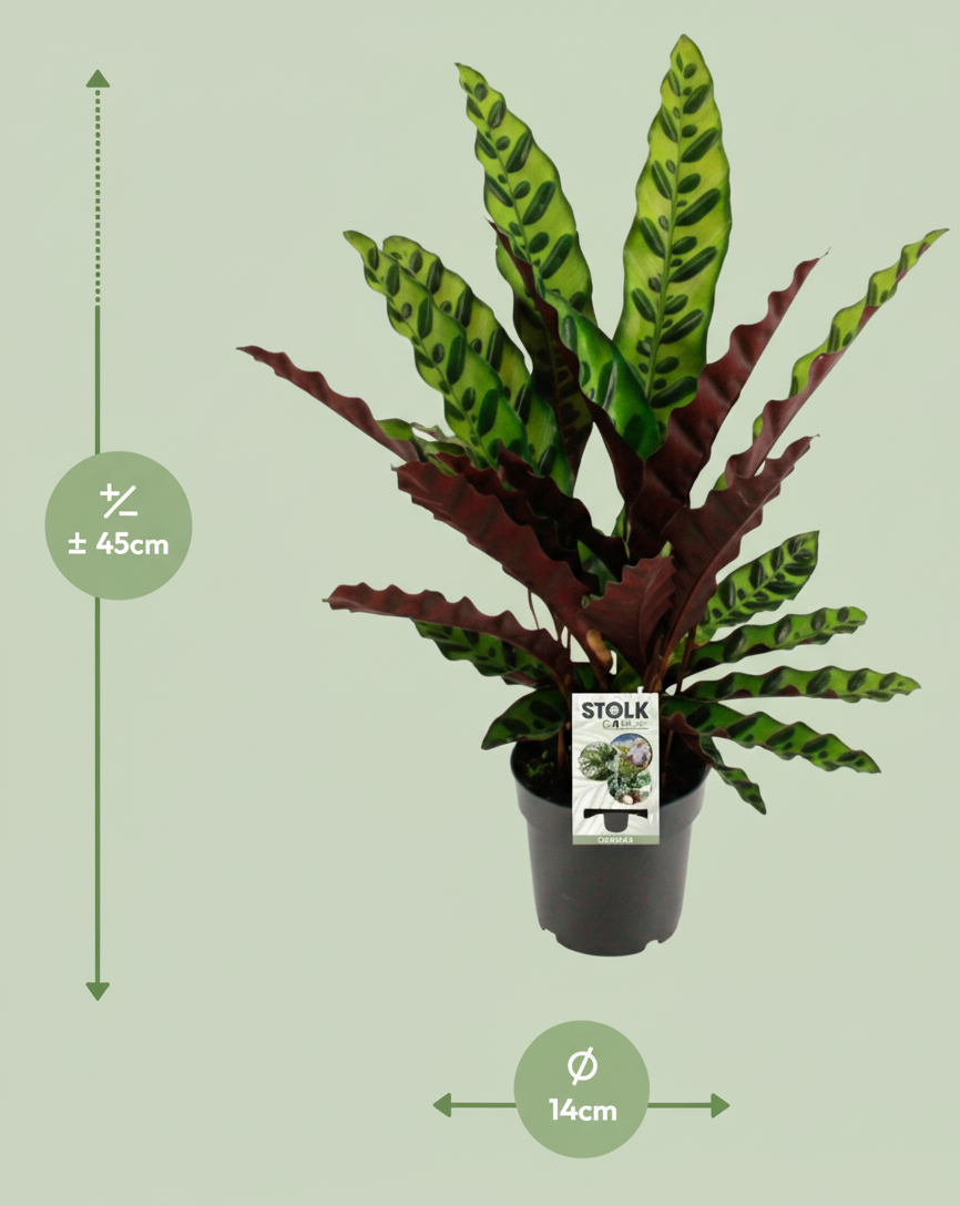 Calathea box (5 stuks)