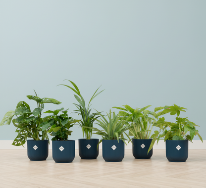 Verrassingsbox - 6 planten + Elho Vibes Fold Round