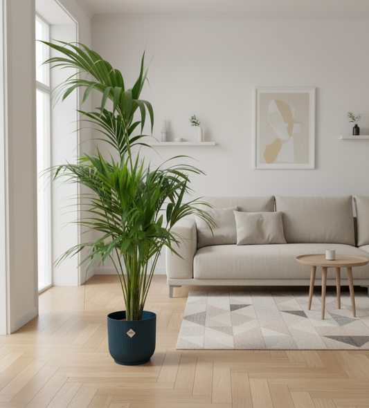 Combi deal - Kentia palm + Elho Vibes Fold Round - 180 cm