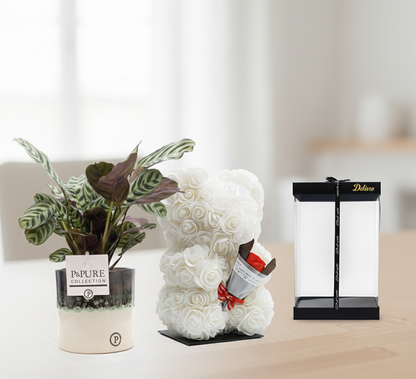 Combi deal - Ctenanthe Burle in pot + Beer Deluxe foam