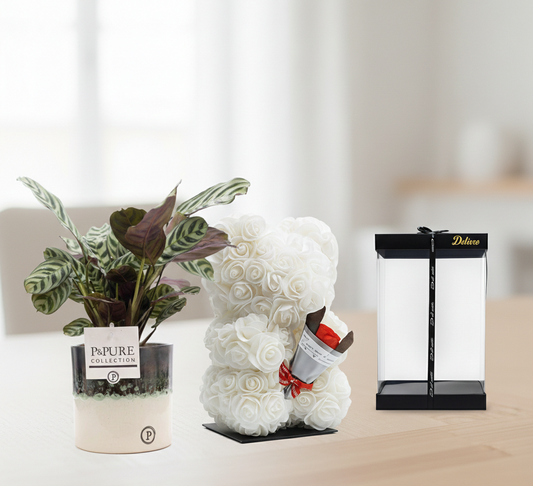 Combi deal - Ctenanthe Burle in pot + Beer Deluxe foam