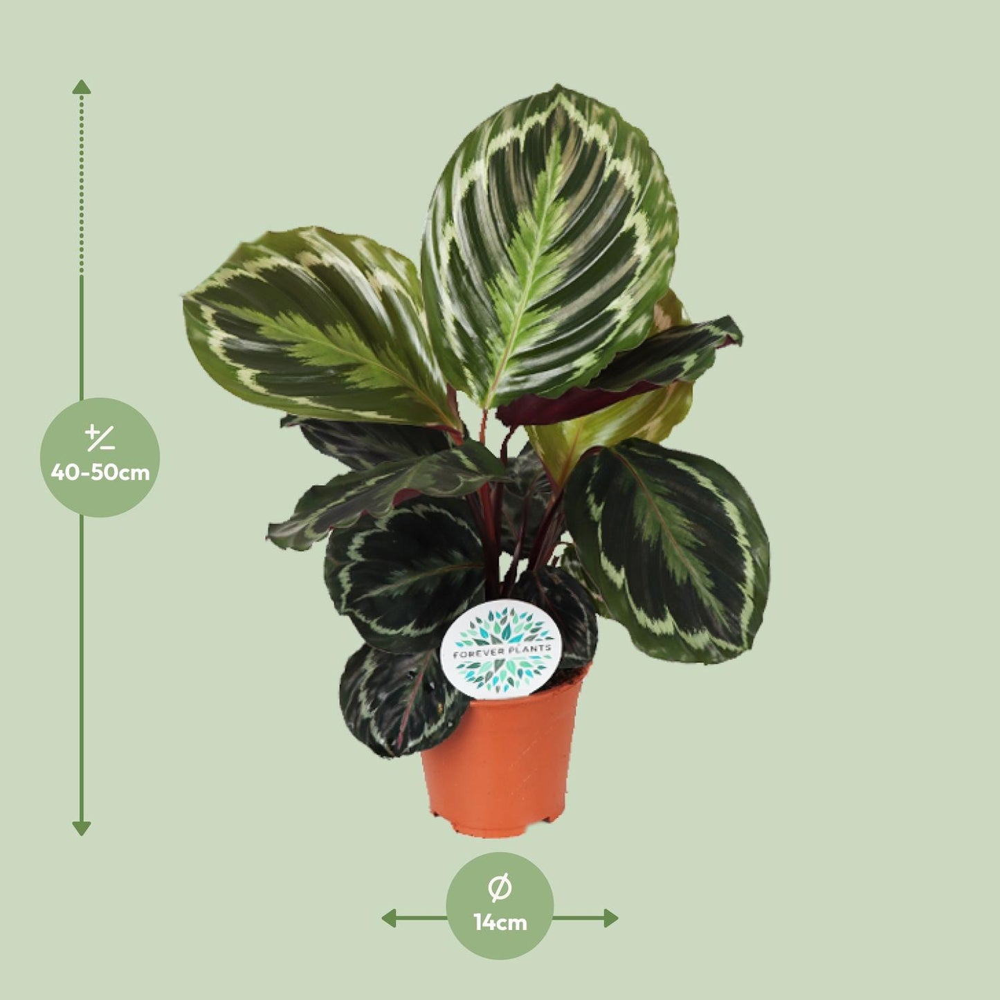 Calathea box (5 stuks)