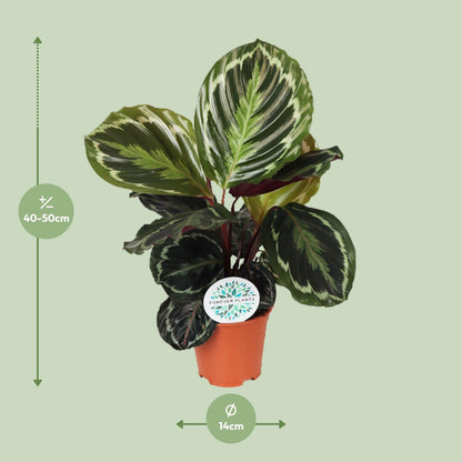 Calathea box (5 stuks)