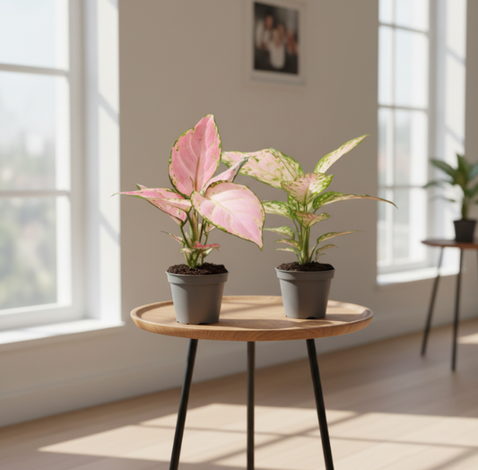 The pink box (6 stuks)